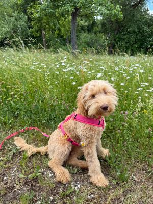 Labradoodle Nala in Hundegeschirr Neonpink, Größe M