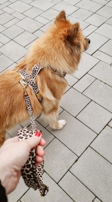    Eurasier Coco in Brustgeschirr LEO, Groesse L 