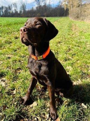 Labrador Junghund Dino in Halsband Softie Orange, Größe L