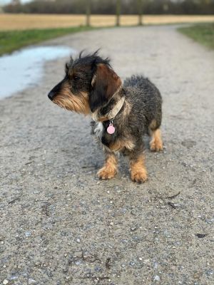 Dackel Wilma, Halsband Softie Beige, Größe S