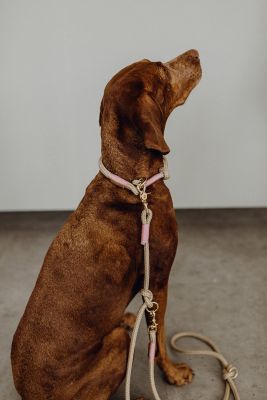 Vizsla Paula in Set Wood Owl Rose