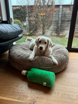 Goldenretriever Rosi Bagelbettchen Beige L 
