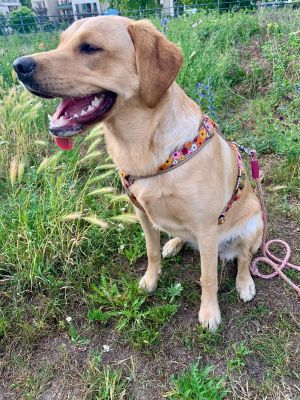  Labrador Fanny Geschirr Blumenmeer Leine Easy Summer FUCHSIA  