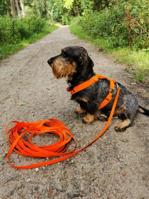 Dackel Iggy (Gewicht 12 Kilo) in Hundegeschirr Neonorange, Größe M mit Schleppleine Neonorange
