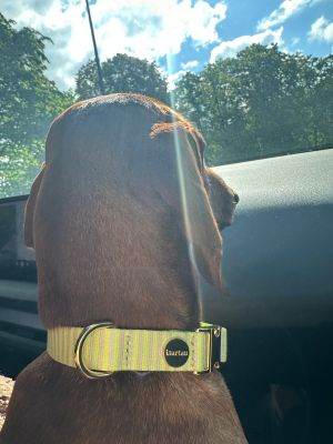 Dackel Gustl im Designerhalsband Sunny Größe M