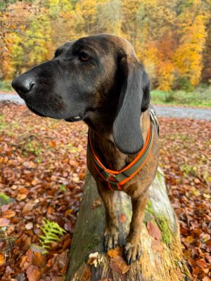 BGS mit Hundegeschirr Softie in Neonorange-Oliv, Größe L