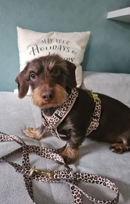 Zwergdackelchen in Hundegeschirr Leo, Größe S