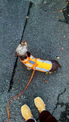 Dackel Winnie mit Schleppleine Neonorange, Minikarabiner, 9mm Biothane