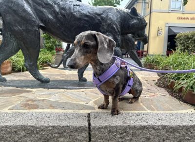 Dackel in Hundegeschirr Lavendel, Größe S