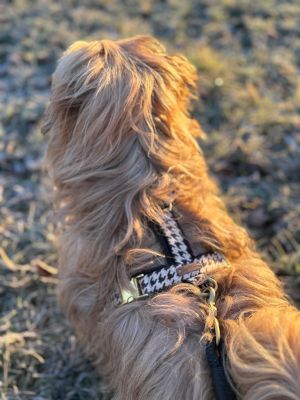  Tibet Terrier Juszti Geschirr Stadtgefluester Groesse S 