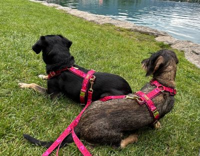  Dackel Hilde und Lilly Herzklopfen  