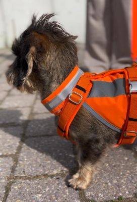 Zwergdackel Enzo in Hundegeschirr Neonorange, Größe S mit passender Warnweste