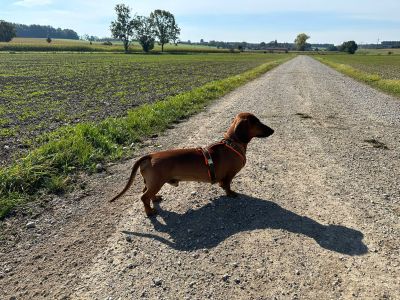 Dackel Gustl Hundegeschirr Orange Oliv