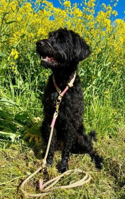 Lola Labradoodle Wood Owl Rose