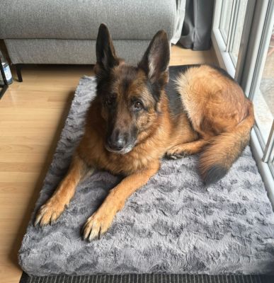 Schäferhund_Fritzi,_Hundematte_Ortho_SAFE_mit_grauem_Fellbezug