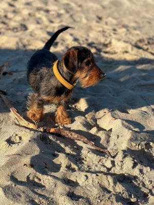 Dackel Freda Halsband Softie Karamell, Größe S