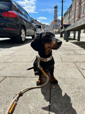 Dackel Freddy, Halsband Softie Beige, Größe S