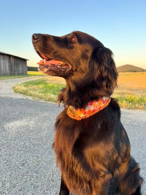 Flat Coated Retriever Glenny in Designerhalsband Blumenmeer, Größe XL