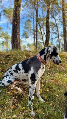 Dogge Bluna in Designerhalsband Blumenmeer, Größe XL