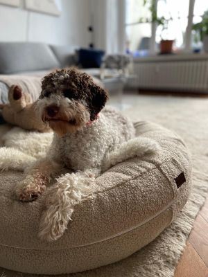 Lagotto_Pippa_Bagel_Teddy_Sand_2