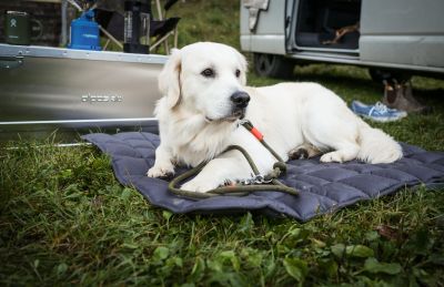 Golden Retriever Theo in Reisedecke Pocket, Grau 
