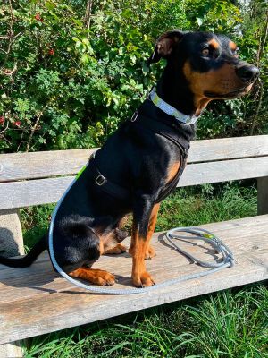 Pinscher Lupo in Hundegeschirr Softie Schwarz und Tauleine Pebble Stone NEONGELB