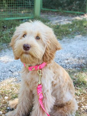 Australian Labradoodle Nala Design SWEETY