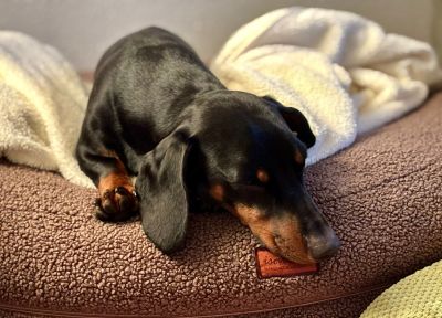  Dackel Nabucco Bagelbettchen Teddy Braun 