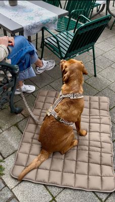 Labrador Nala Hundegeschirr Leo & Reisdecke Pocket