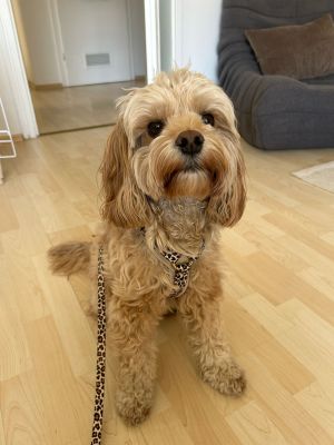  Mochie in Hundegeschirr LEO mit Designerleine LEO 