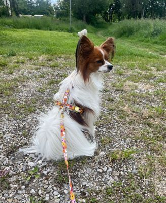 Papillon Lola in Hundegeschirr Blumenmeer mit passenden Blumenmeer Leine