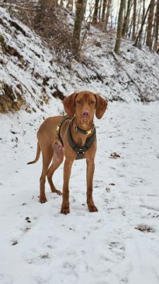 Vizsla Talu Hundegeschirr OLIV Groesse L Halsband OLIV Größe L
