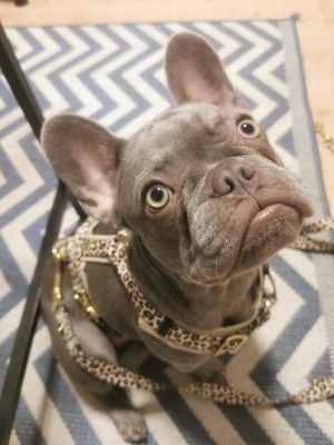  Französische Bulldogge Odette Geschirr Leo