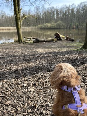 Wilma in Hundegeschirr Lavendel, Größe S