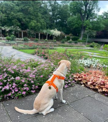 Labrador Anouk Brustgeschirr Orange