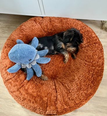 Dackel Tilda in Bagel Größe S Zimt