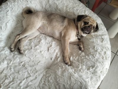 Mops_Page_in_Bagelbettchen_Wollweiss_(Groesse_S)