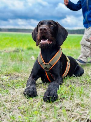 Deutsch Drahthaar Jolle Hundegeschirr Neonorange-Oliv Größe XL