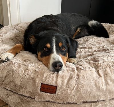 Appenzeller Beauty in Bagelbettchen L Beige 