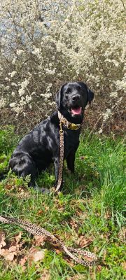 Labrador Skye im Designer-Set LEO