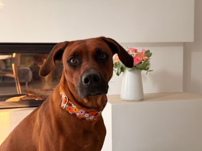 Ridgeback Rosa in Designerhalsband Blumenmeer Größe XL