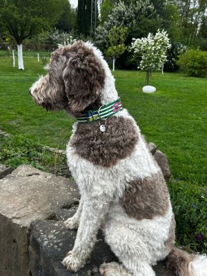 Labradoodle Theo in Designerhalsband SALTY, Größe XL