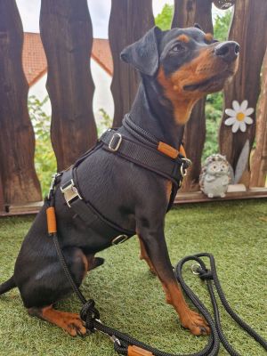 Zwergpinscher Leo (Gewicht 6,5 Kilo) in Hundegeschirr Schwarz, Größe S