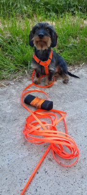 Zwergdackel Felix mit Schleppleine Neonorange, Minikarabiner, 9mm Biothane