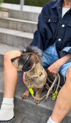 Dackel Enzo in Hundehalsband Softie Beige, Größe M