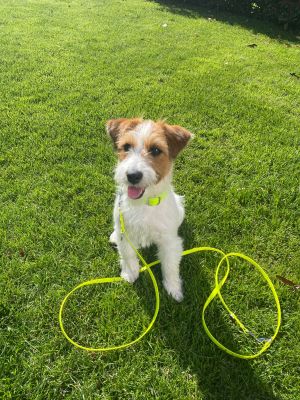Jack Russell Ida in Softie Neongelb mit Biothaneleine Neongelb