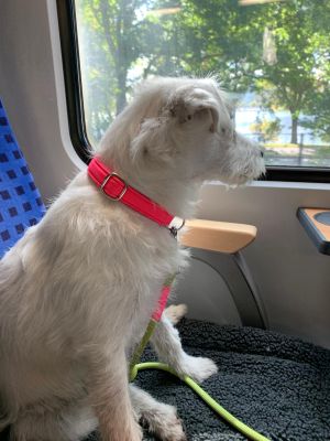  Fiete Halsband Softie NEONPINK 