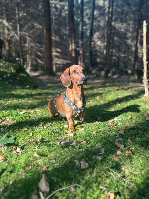 Dackel Gustl in Hundegeschirr Entdecker, Größe M