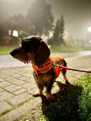 Zwergdackel in Halsband Softie Orange mit Tauleine Olive Grove Neonorange