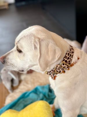 Labrador Ava in Designerhalsband Leo, Größe XL